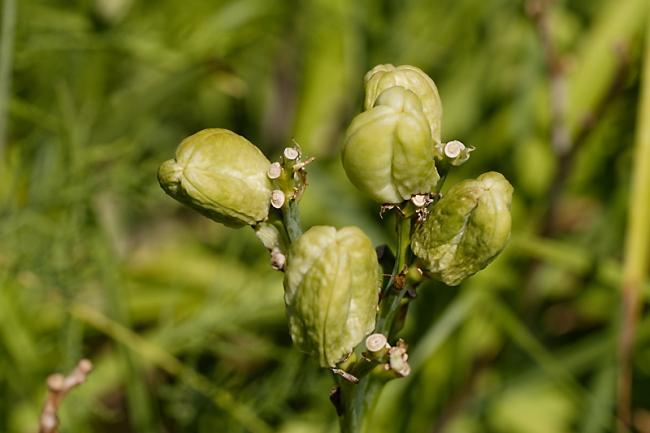 Jardin des Impressionnistes-124